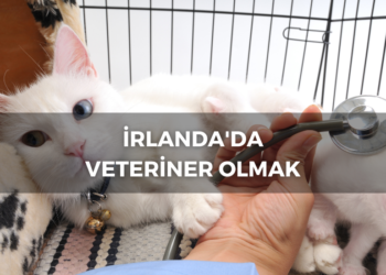 İrlanda’da Mühendis Olmak