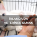 İrlanda’da Mühendis Olmak